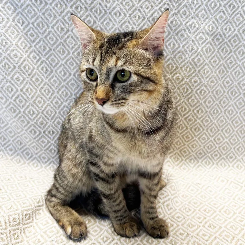 Mama Polaris thumbnail 2