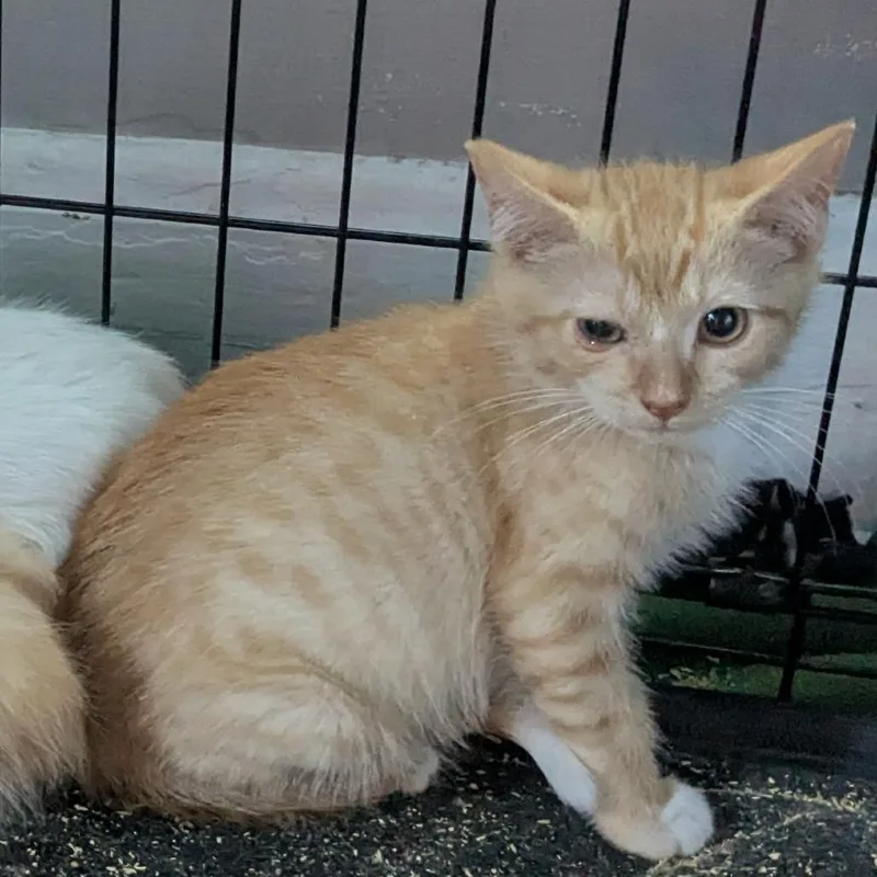 A baby medium-sized male Orange / Red Domestic Short Hair cat named John C for adoption in Princeton, MN