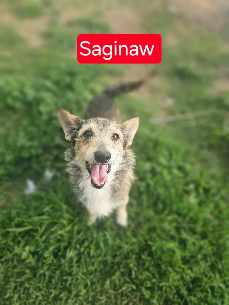 An adult medium-sized male Corgi dog named Saginaw for adoption in Fort Worth, TX