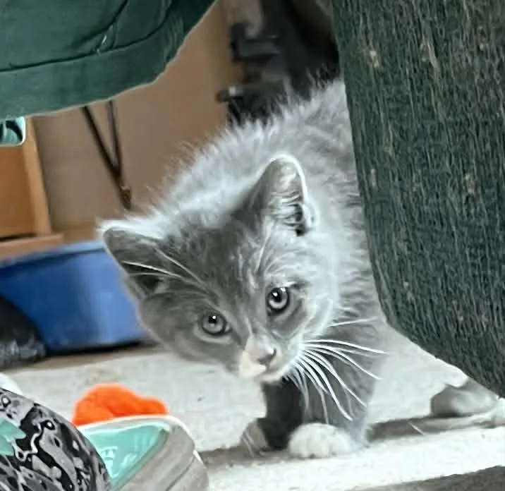 A baby medium-sized male Gray & White Domestic Medium Hair cat named Elynn for adoption in Minneapolis, MN
