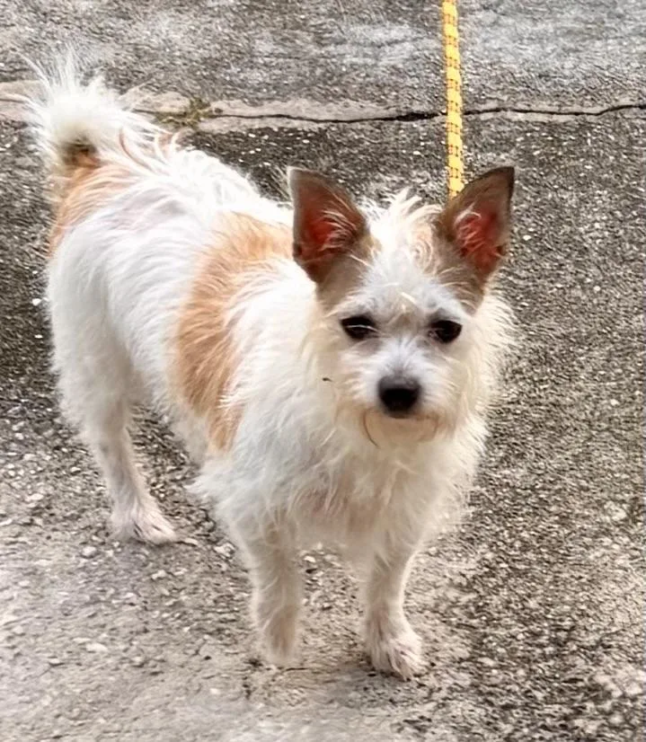 A young small-sized female Golden Cairn Terrier dog named Lulu for adoption in Tifton, GA