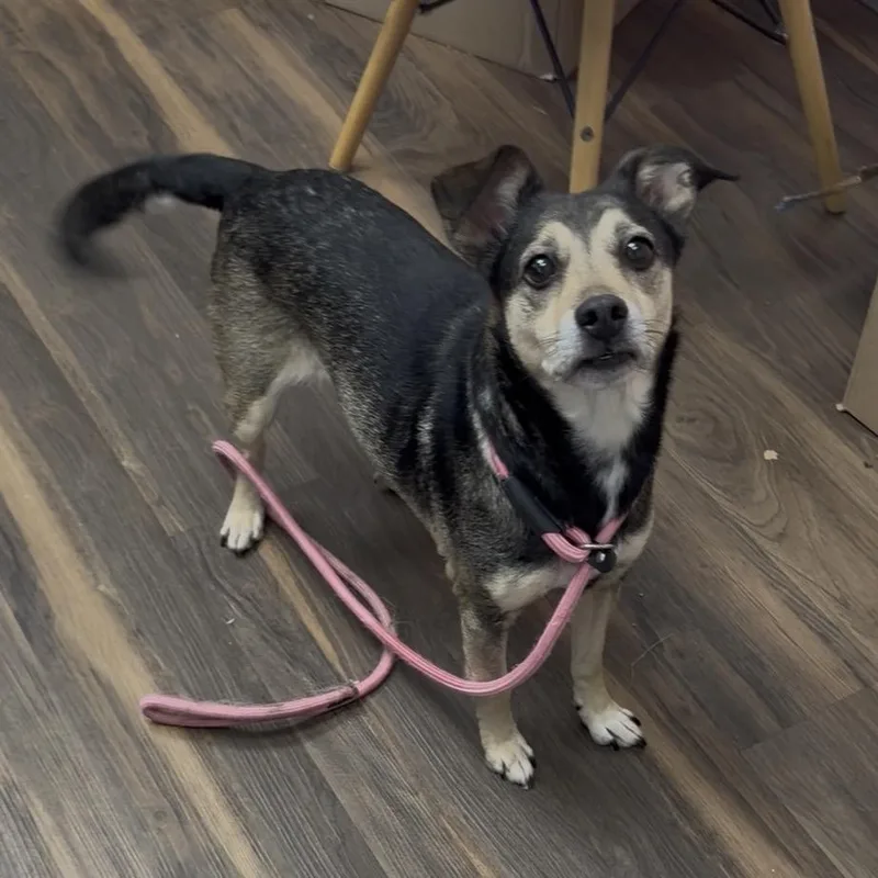 An adult medium-sized female Black Mixed Breed dog named Lilly for adoption in Jeffersonville, IN