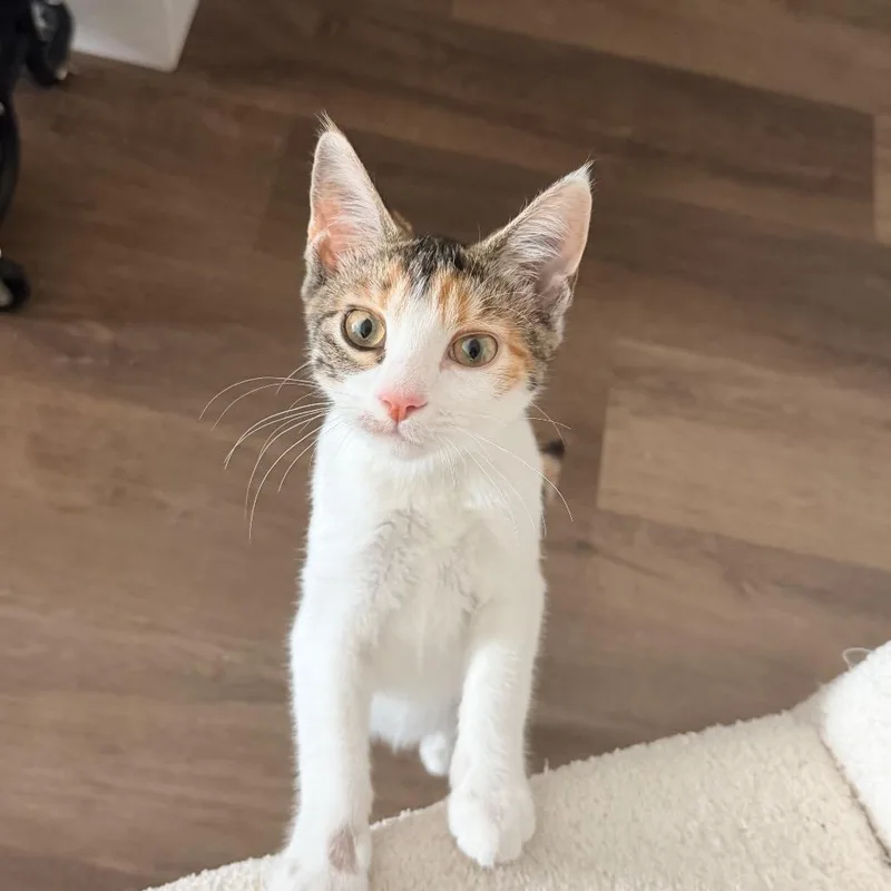 A baby small-sized female Calico Domestic Short Hair cat named Kimchi for adoption in Long Island City, NY