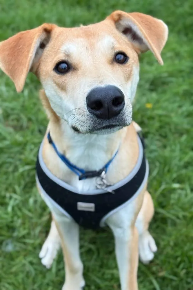 A young medium-sized male White / Cream Labrador Retriever dog named Jax for adoption in lynnwood , WA