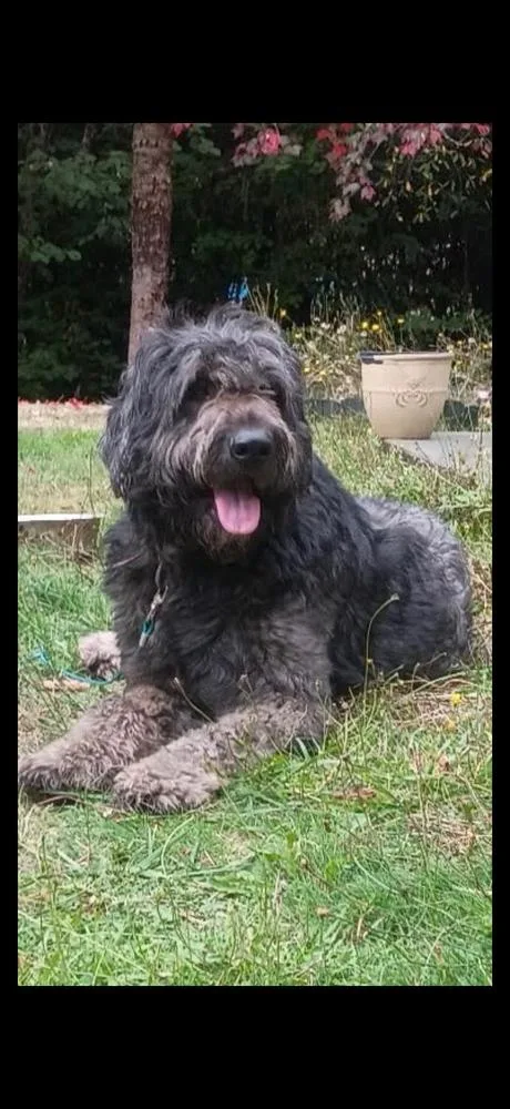 A young large-sized male Labradoodle dog named Oso for adoption in Vancouver, WA