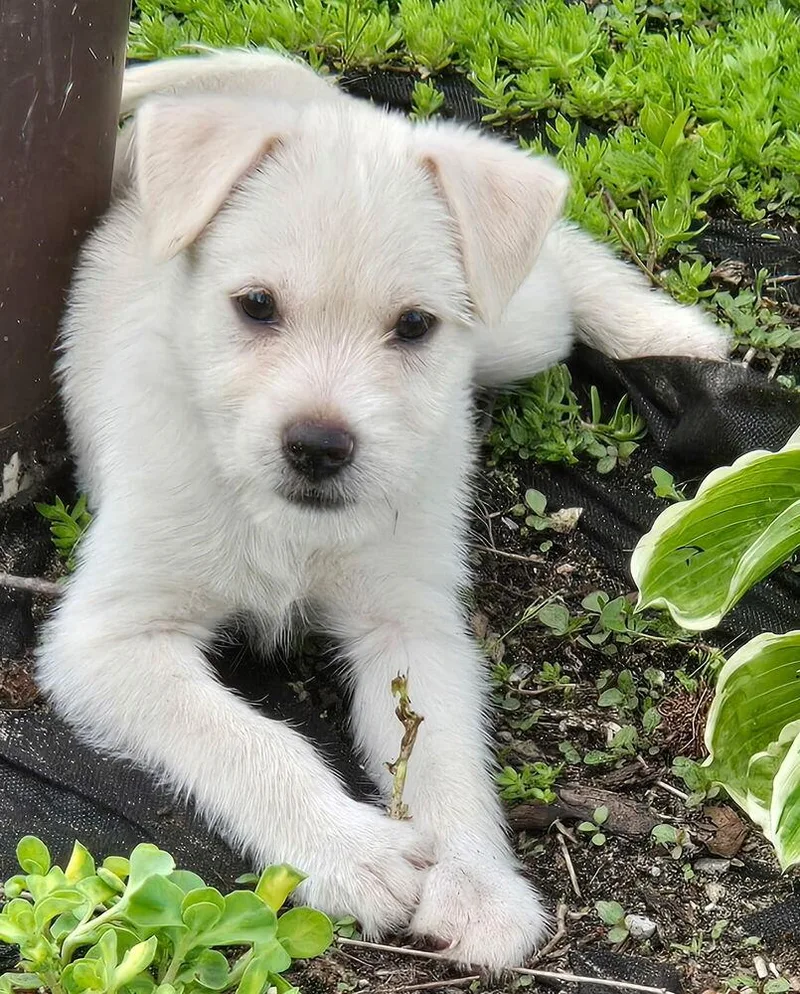 A baby small-sized female White / Cream Terrier dog named Carmen for adoption in South Bend, IN