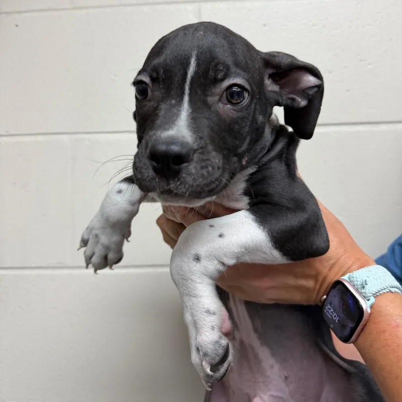 A baby small-sized male Gray / Blue / Silver Terrier dog named Arthur for adoption in Lakeland, FL