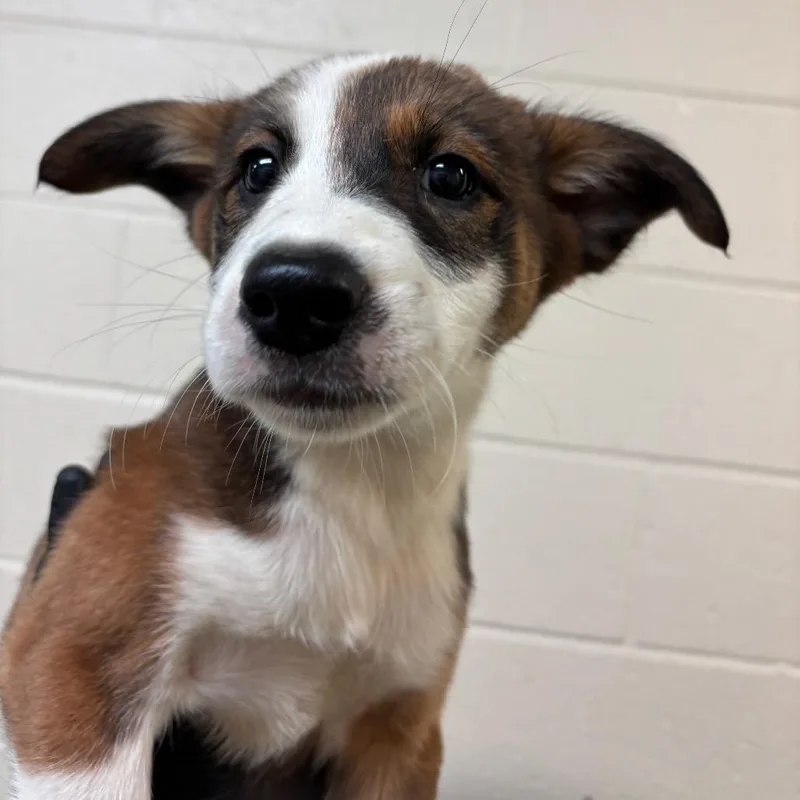 A baby small-sized female Yellow / Tan / Blond / Fawn Mixed Breed dog named Sasha for adoption in Memphis, TN