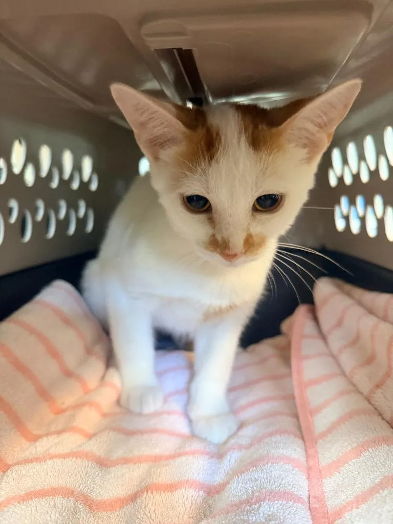 A baby small-sized male Domestic Short Hair cat named Larry for adoption in Neosho, MO