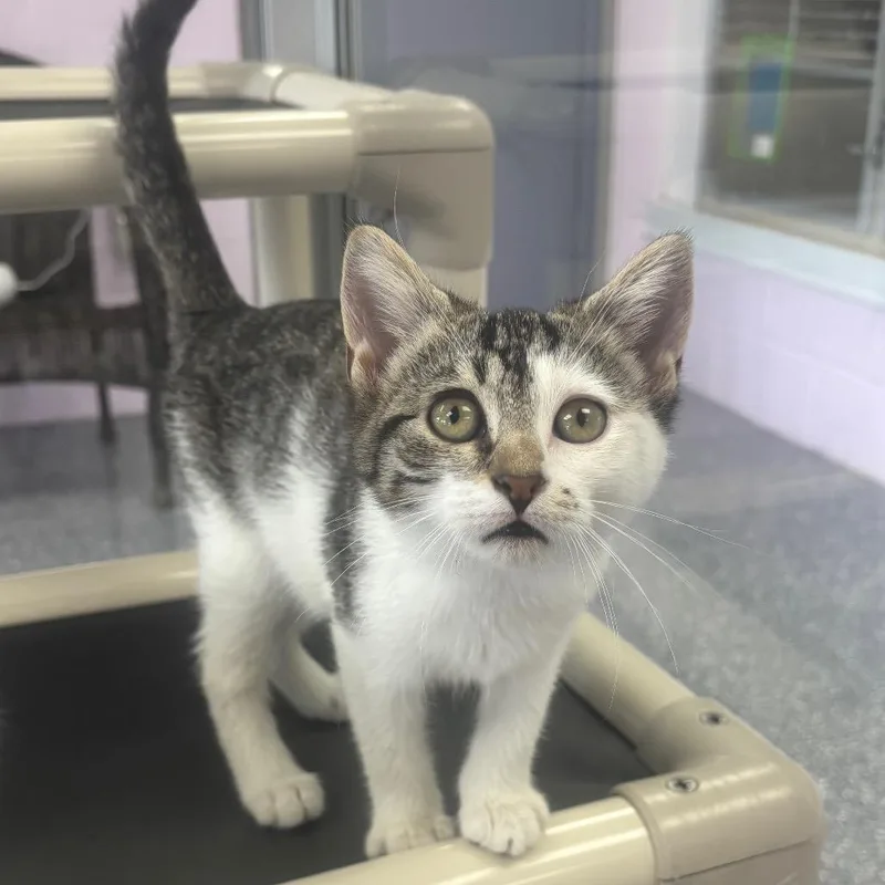 A baby small-sized female Black Domestic Short Hair cat named Regina for adoption in Marshalltown, IA