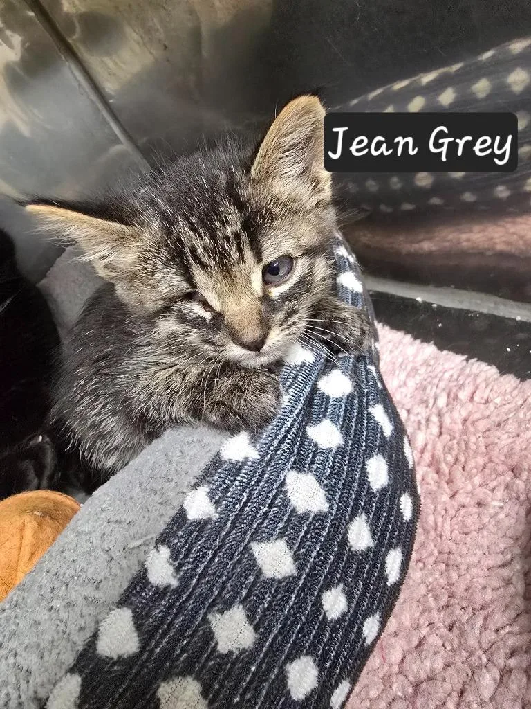 A baby small-sized female Domestic Short Hair cat named Jean Grey for adoption in Maumelle, AR
