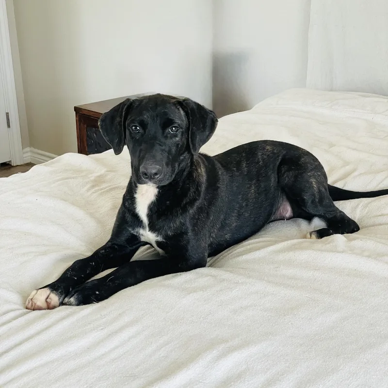 A baby large-sized female Brindle Mastiff dog named Amazing Nyx for adoption in Burlington, NC