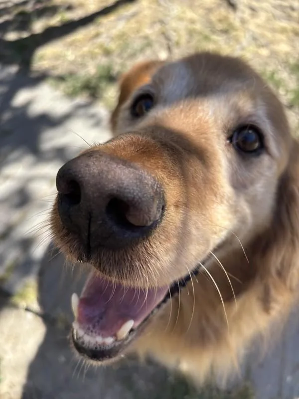 A senior large-sized male Golden Retriever dog named Gregory for adoption in Santa Rosa, CA