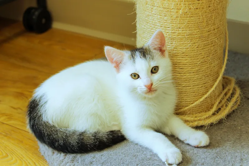 A baby medium-sized male White Domestic Short Hair cat named Alfonso for adoption in Urbana, OH