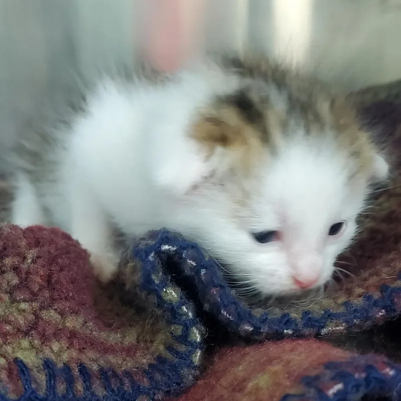 A baby small-sized female Brown / Chocolate Domestic Short Hair cat named Button for adoption in Chattanooga, TN