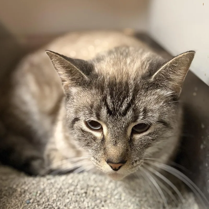 A young medium-sized male Buff / Tan / Fawn Siamese cat named Toby for adoption in Greensburg, PA