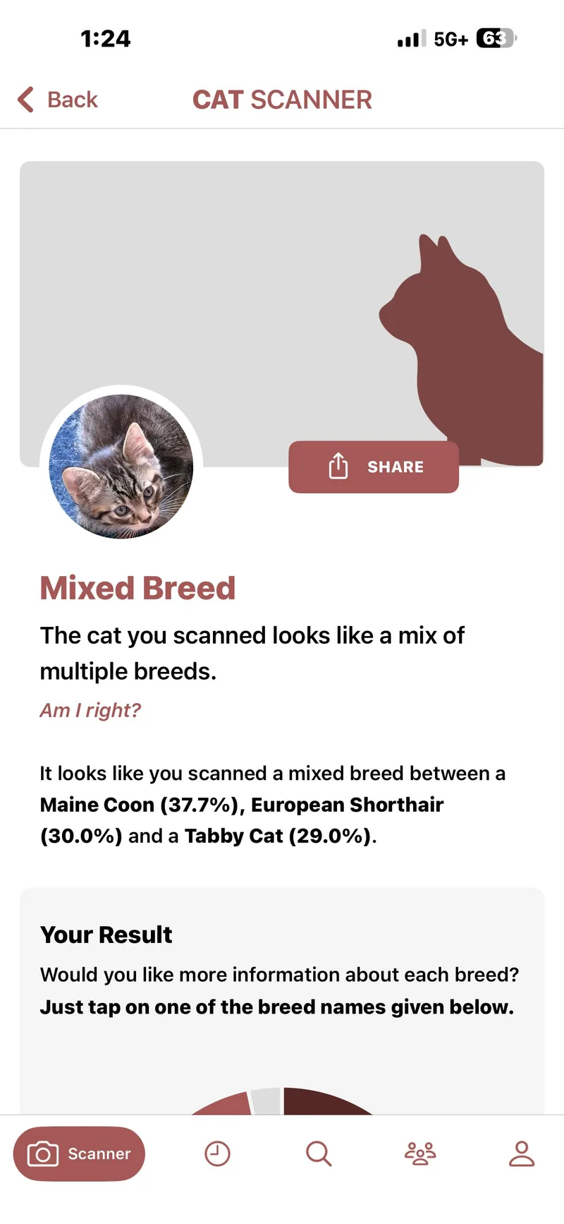 A baby large-sized male Tabby (Brown / Chocolate) Maine Coon cat named Bello for adoption in Lancaster, CA