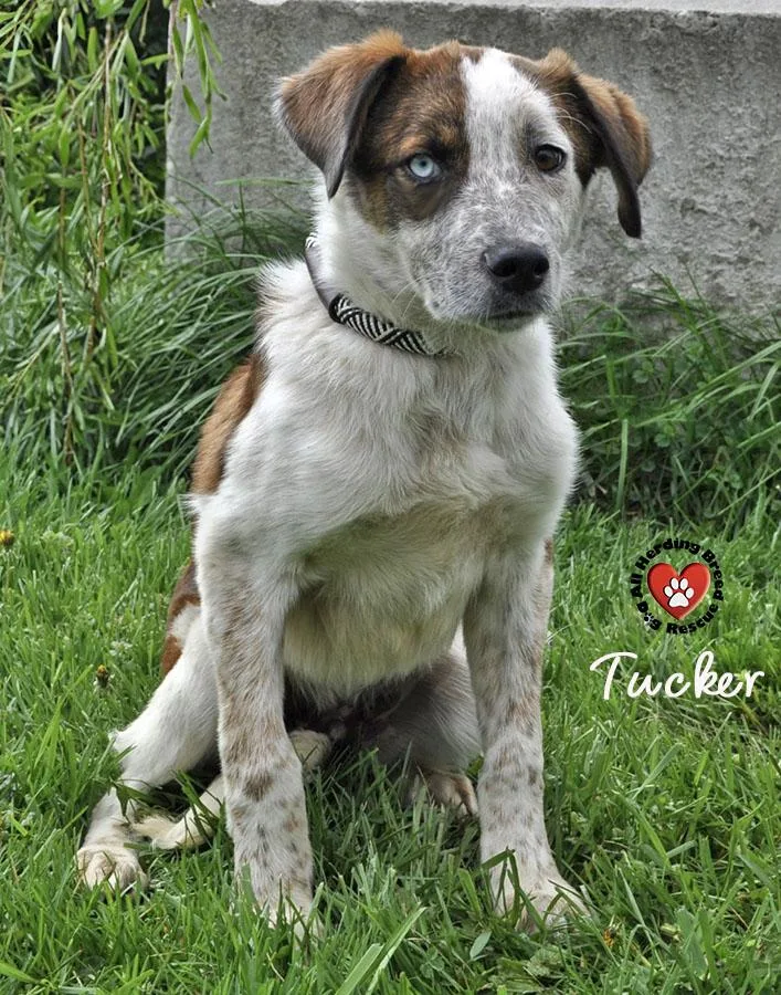 Tucker