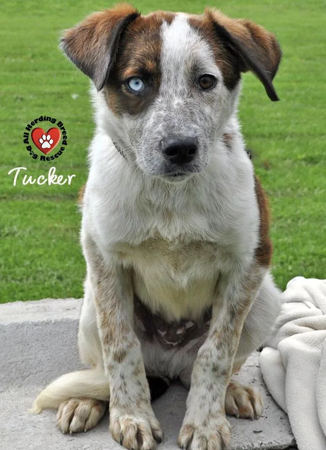 Tucker thumbnail 2