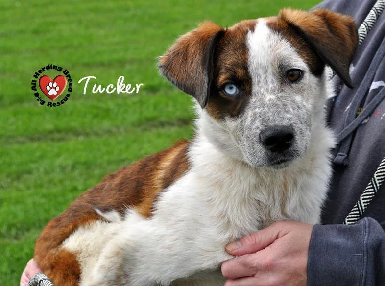 Tucker thumbnail 3