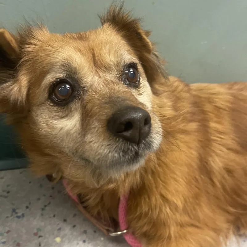 Little Red thumbnail 2