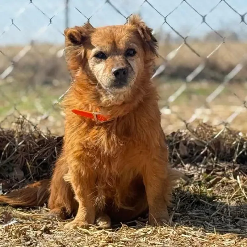 Little Red thumbnail 4