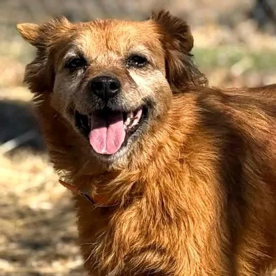 Little Red thumbnail 5