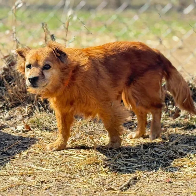 Little Red thumbnail 6