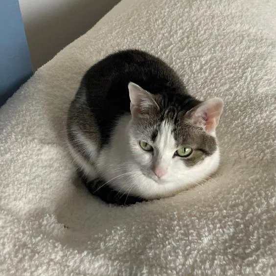 Mittens