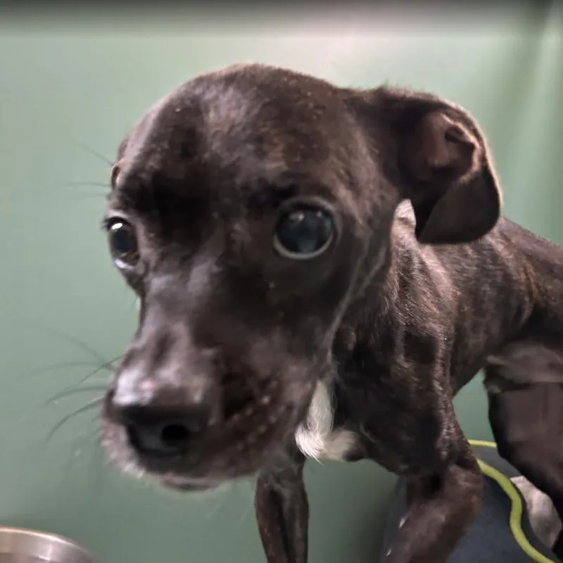An adult small-sized male Pit Bull Terrier dog named Renzo for adoption in Oceanside, NY