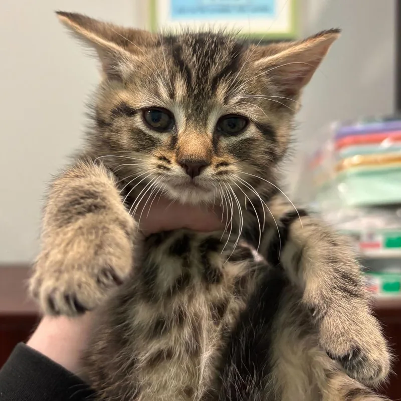 A baby small-sized male Brown / Chocolate Domestic Short Hair cat named Tommy Boy for adoption in Wilmington, DE