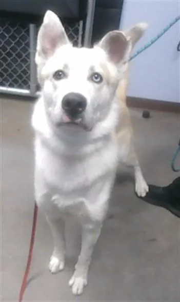A young large-sized male Anatolian Shepherd dog named Spyro for adoption in Phoenix, AZ