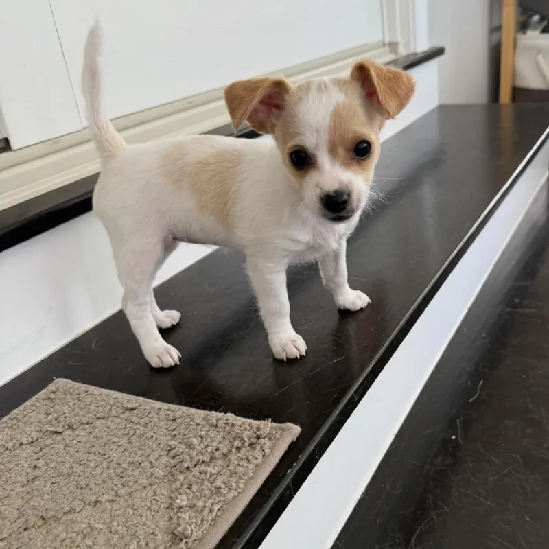 A baby small-sized female Yellow / Tan / Blond / Fawn Chihuahua dog named Pippi for adoption in Lancaster, OH