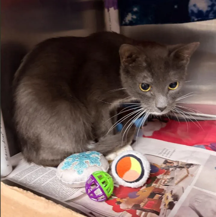 An adult medium-sized female Domestic Short Hair cat named Orc for adoption in Cincinnati, OH
