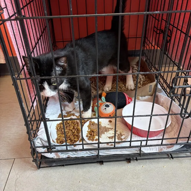 A young small-sized male Black Domestic Short Hair cat named Pluto for adoption in Newark, NJ