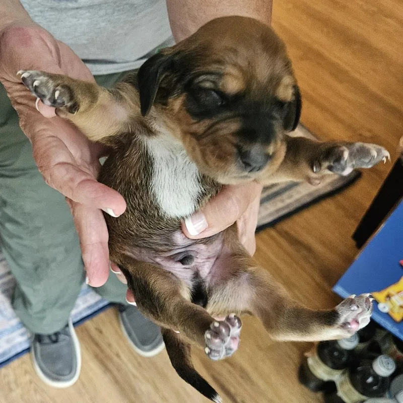 Rebecca Pup  Petrucio