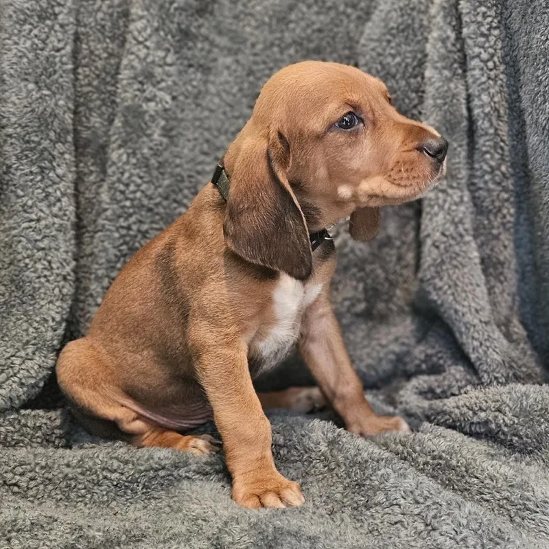 Rebecca Pup  Petrucio thumbnail 2