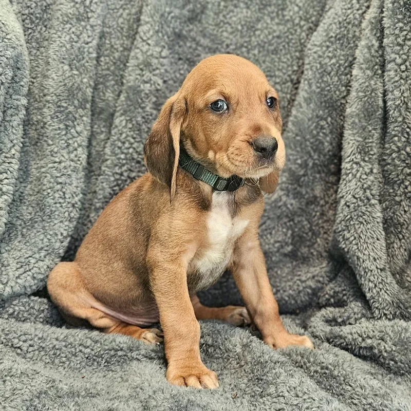 Rebecca Pup  Petrucio thumbnail 3