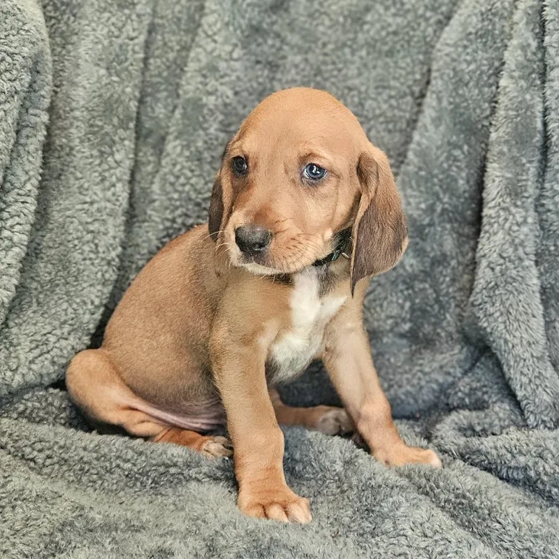 Rebecca Pup  Petrucio thumbnail 4