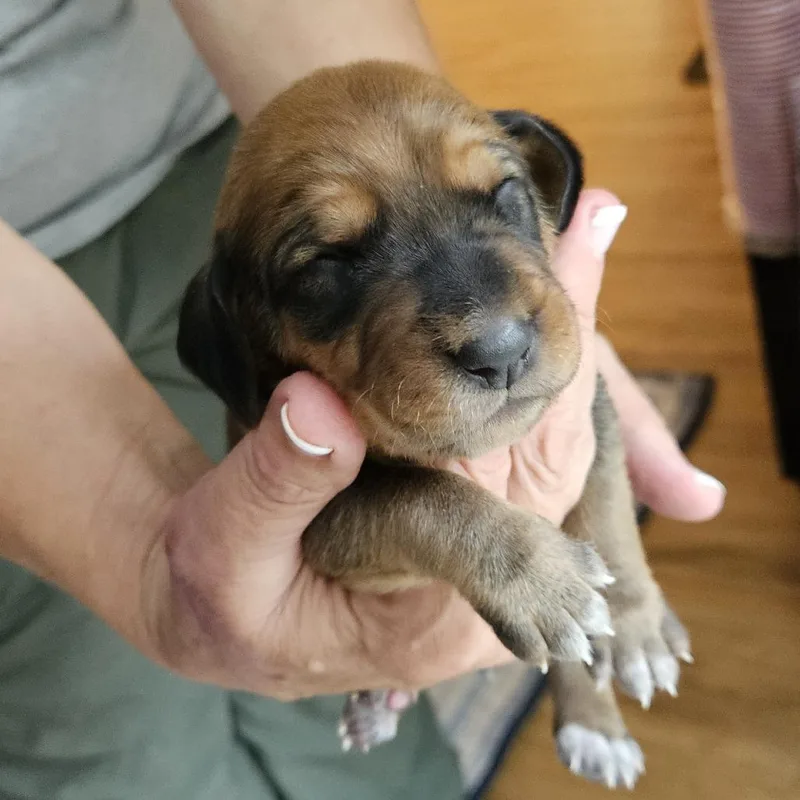Rebecca Pup  Petrucio thumbnail 5