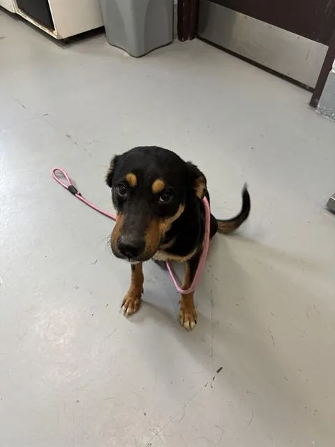 A young medium-sized female Australian Cattle Dog / Blue Heeler dog named Molly for adoption in Corpus Christi, TX