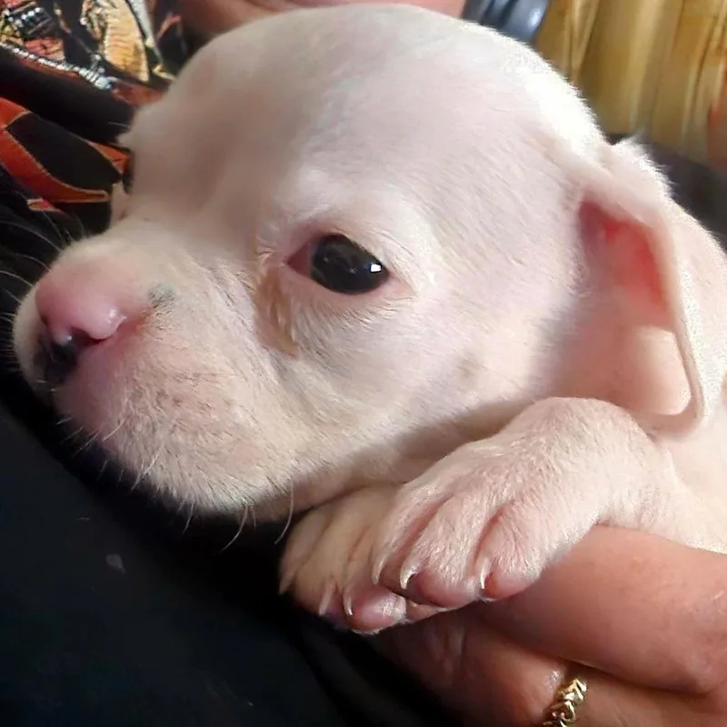 A baby small-sized female Yellow / Tan / Blond / Fawn Boxer dog named SoraRose for adoption in McMinnville, OR
