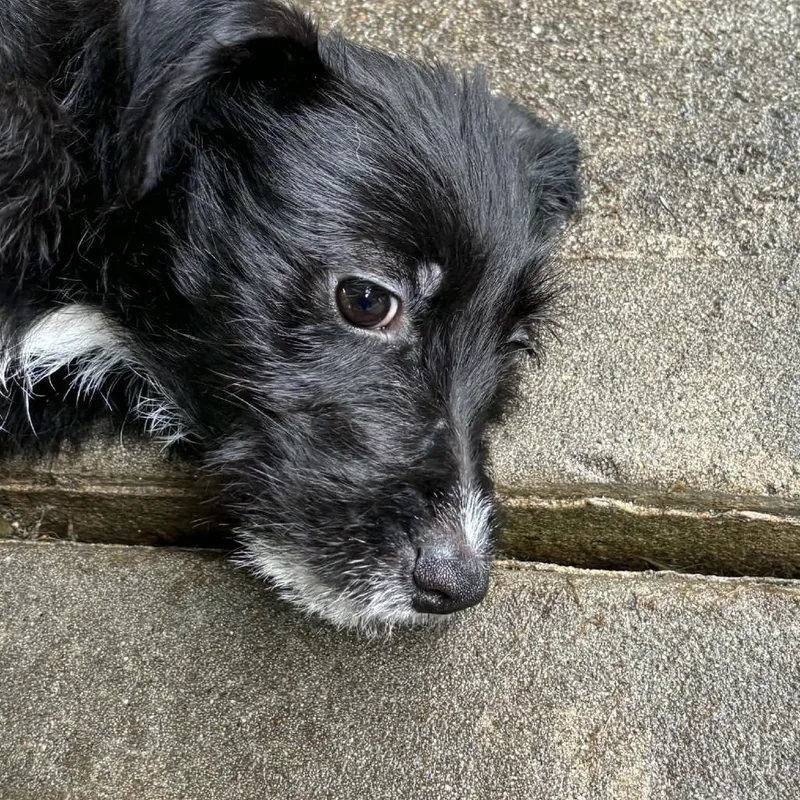 A baby small-sized female Black Mixed Breed dog named Lucy for adoption in Hampton Bays, NY