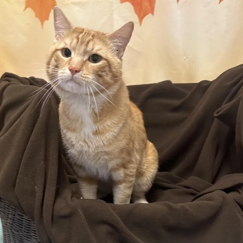 An adult large-sized male Domestic Short Hair cat named Melvin for adoption in Henderson, NV