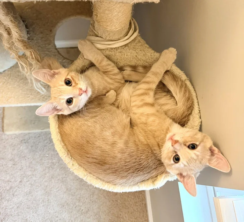 A young medium-sized male Orange / Red Domestic Short Hair cat named Knuckleball for adoption in Camden, SC