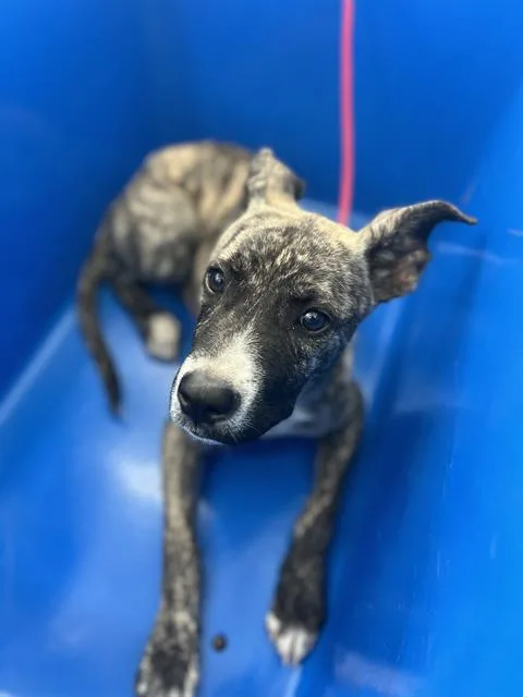 A baby large-sized female Mixed Breed dog named Carmen for adoption in Dallas, TX