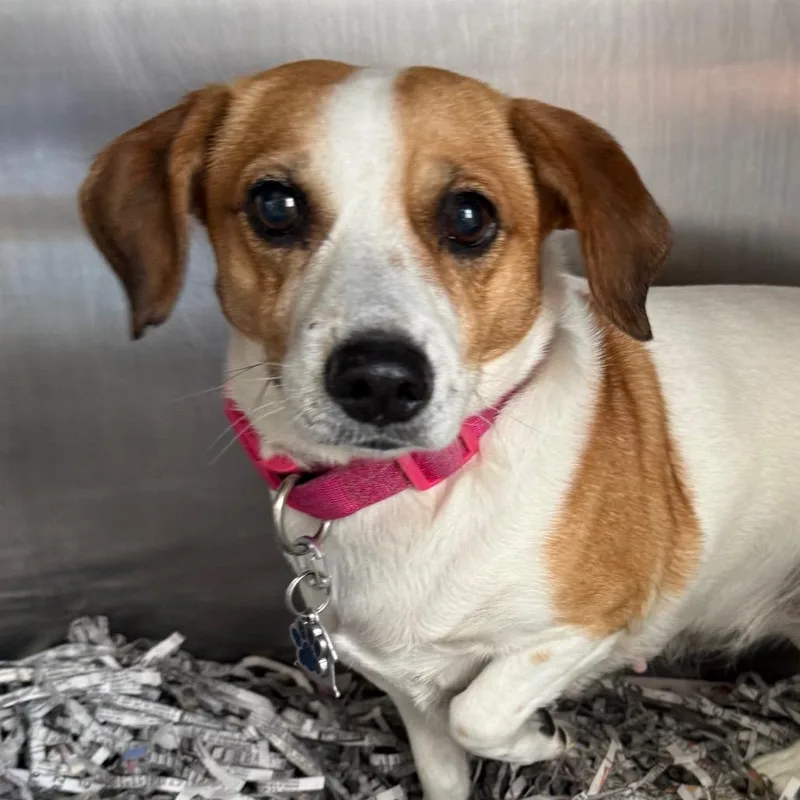 An adult small-sized female White / Cream Beagle dog named Machiva for adoption in Jacksonville, AR