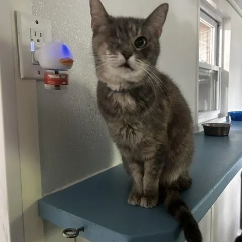 A senior medium-sized female Tortoiseshell Domestic Short Hair cat named Sassy for adoption in Ashland, OH