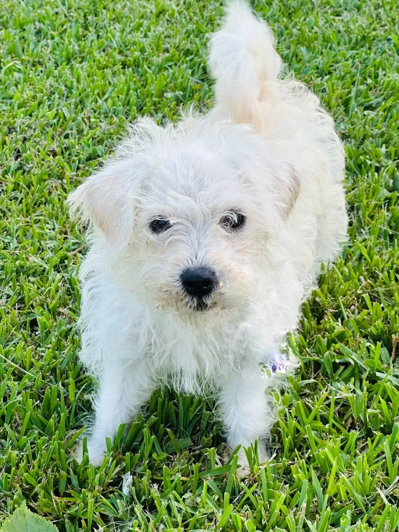 A baby small-sized female White / Cream Terrier dog named Macy for adoption in Humble, TX