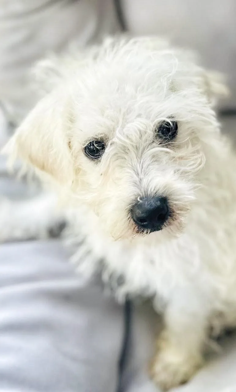 Macy thumbnail 3